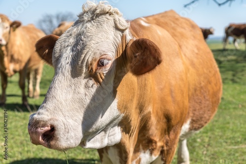 Portrait of brown cow in a farm