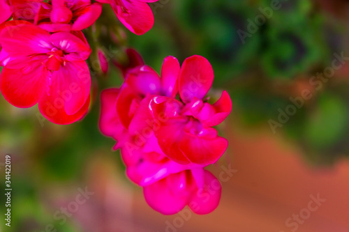 RED spring flowers against a blurred background. Spring blooming tree with green leaves. Gilly flowers