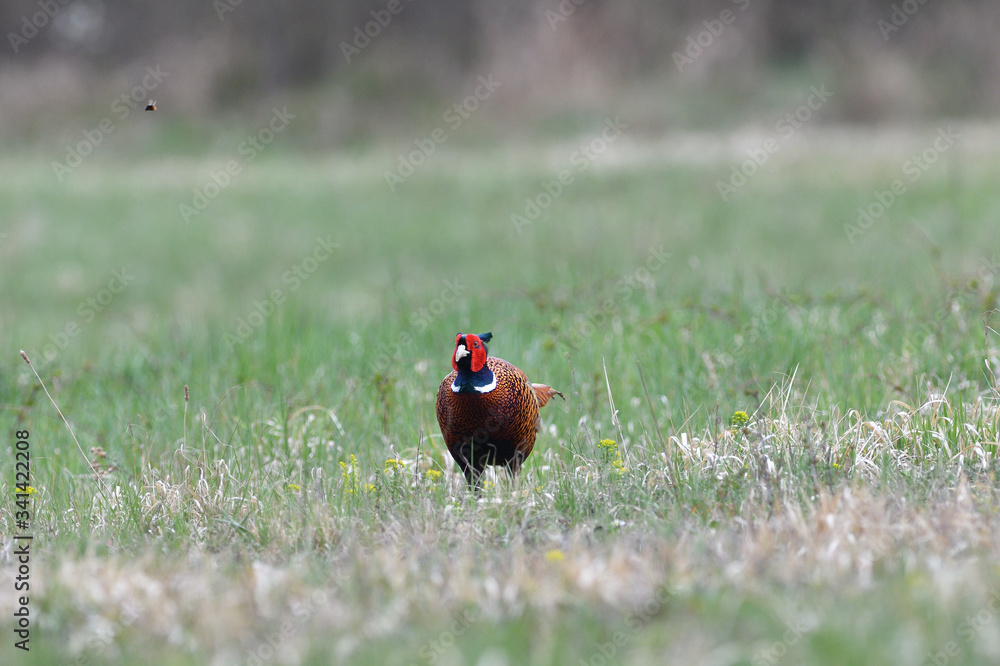 Fototapeta premium Common pheasant walking on the grass in sunny springtime 