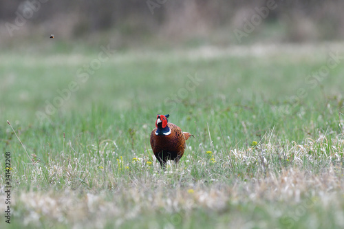 Common pheasant walking on the grass in sunny springtime 