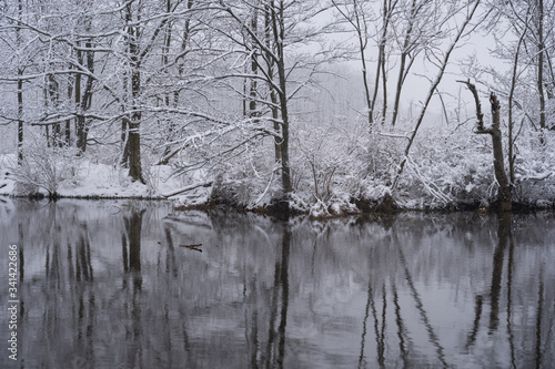 Winter forest reflection in pond © David Katz