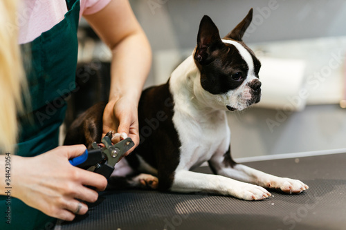 Boston terrier at grooming salon.