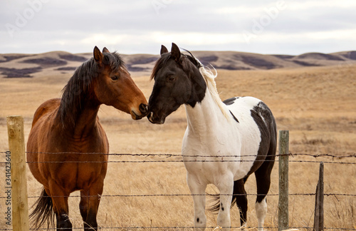 Prairie Horses Saskatchewan © pictureguy32