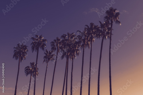 Summer vacation and nature travel concept. Huge palm trees silhouettes in front of purple and yellow evening sky. Vintage tone filter color style