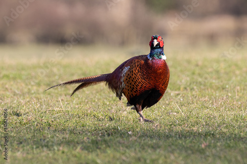 A colorful male pheasant cautiously walking across a grazing field