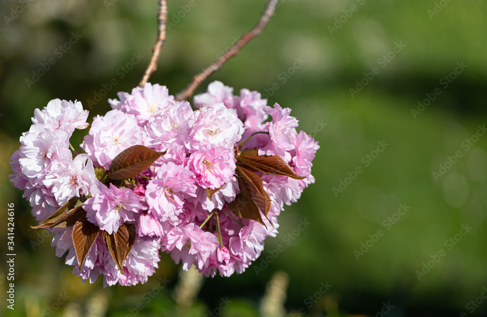 Obraz premium Pink. Cherry Tree. Blossom. Spring. Nature. Sunny. Day