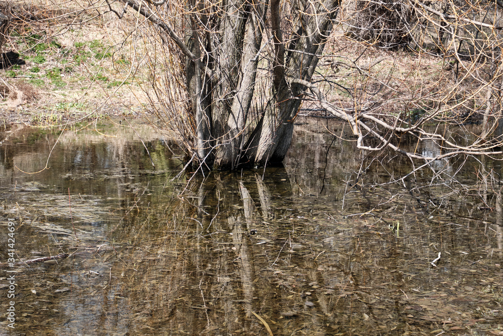 Spring snow melt flooding grass at forest edge Spring snow melt flooding grass at forest edge