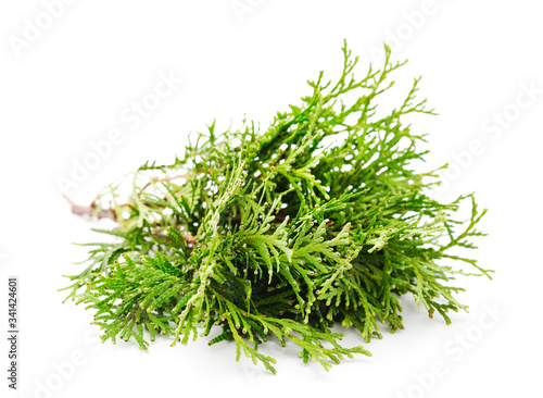 Green branches of pine.