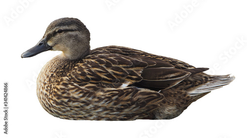 Isolated female mallard duck.
