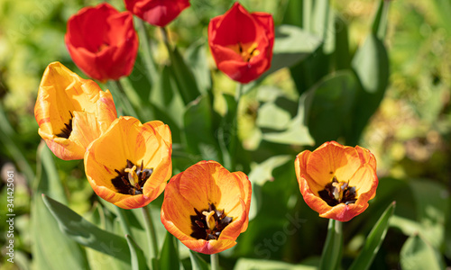 Tulips. Flower. Heads. Color Nature. Garden. Spring