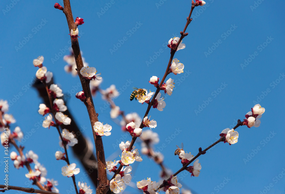 bee on apricot blossom on sky background bee on apricot blossom on sky background