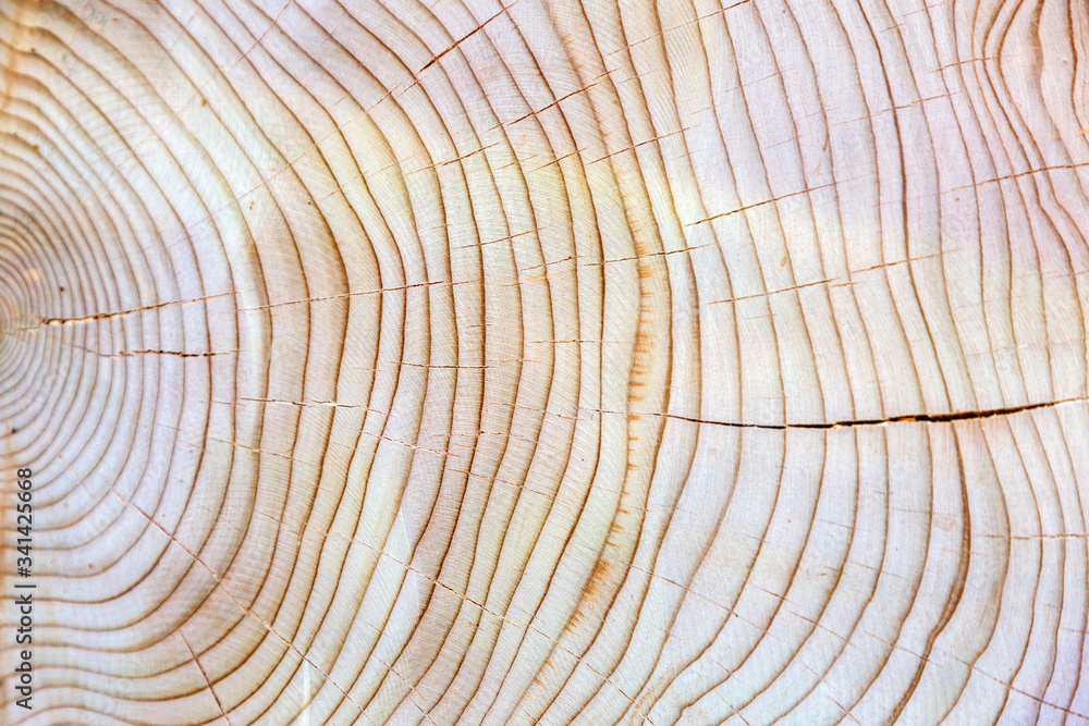 Holz - Stamm - Jahresring - Maserung Holz - Stamm - Jahresring - Maserung