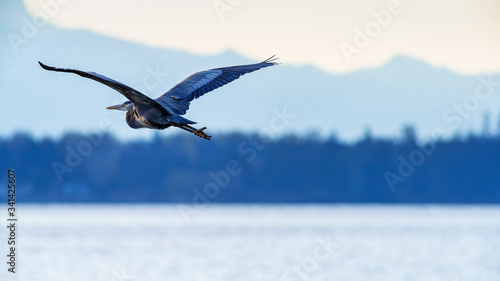 Great Blue heron in flight