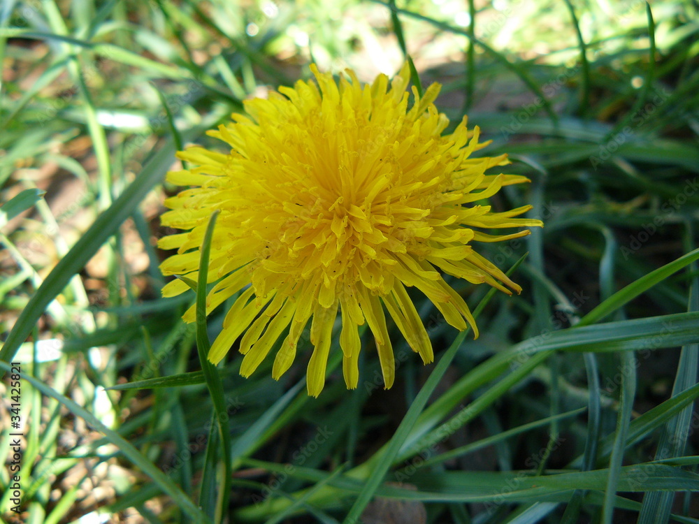 yellow dandelion flower