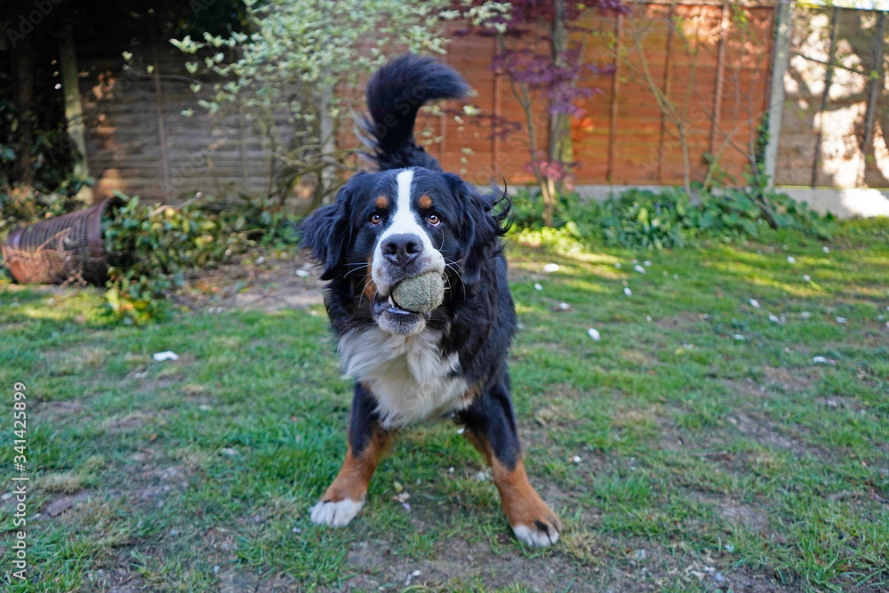 Bernese Mountain Dog playing with tennis ball in the back yard 