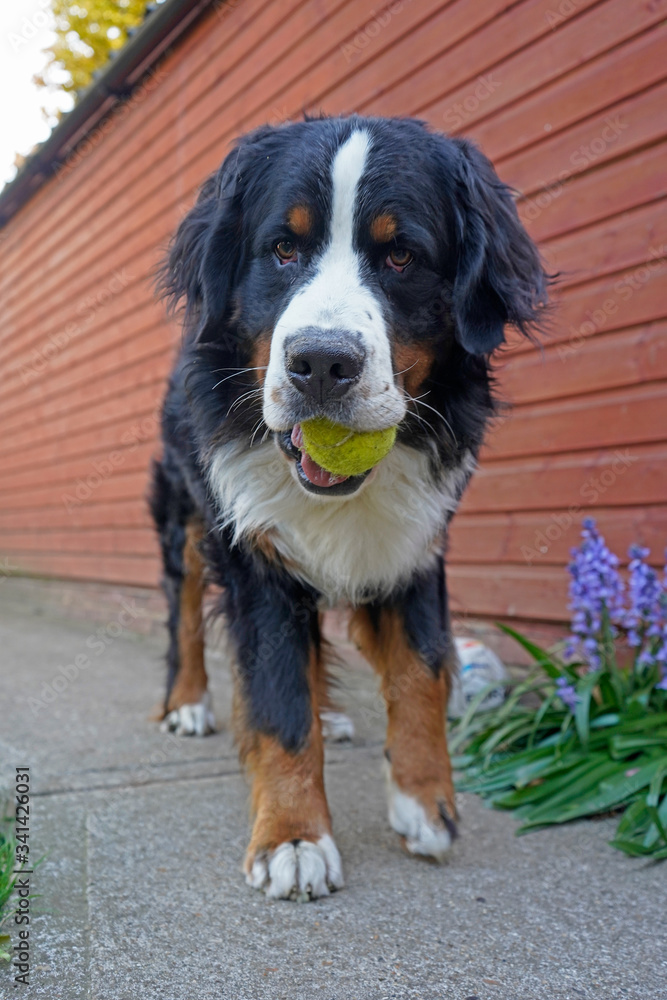 Bernese Mountain Dog walking in the garden, tennis ball in his mouth 
