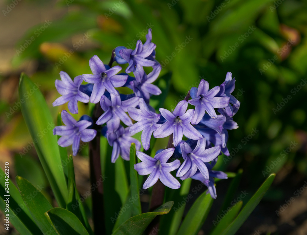 photo of hyacinth flowers at sunset photo of hyacinth flowers at sunset