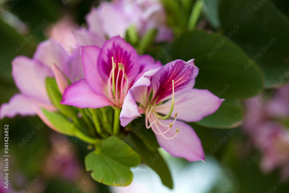 Beautiful pink flowers growing in the garden Beautiful pink flowers growing in the garden