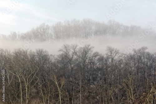 Foggy Between Rows of Trees
