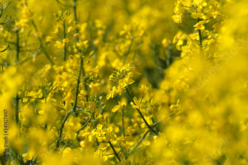 Gelbes Blütenmeer und Teilansicht von Rapsfeld - Stockfoto
