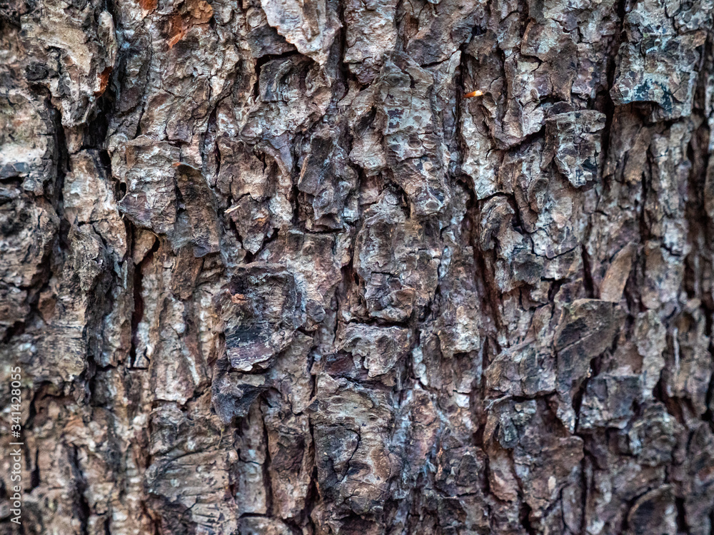 A view of tree texture A view of tree texture