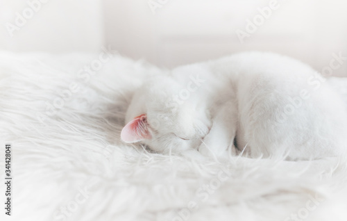 A cute sleeping white kitty with pink ear on a white fur blanket in a bedroom