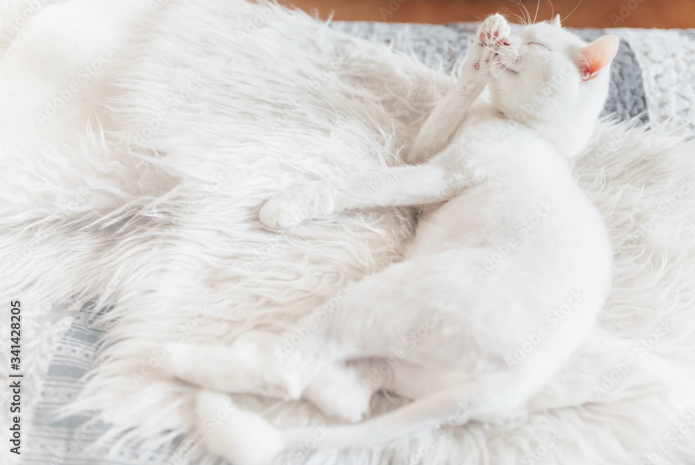 A white sheared cat is washing on white fur blanket. Cat hygiene. Cozy mood kitten