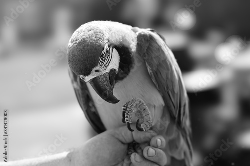 Fototapeta Naklejka Na Ścianę i Meble -  macaw eating