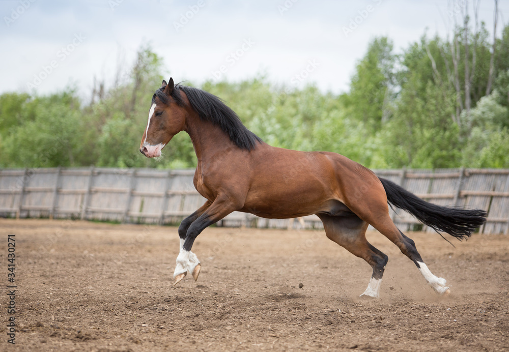 Obraz premium Brown stallion plays in levada