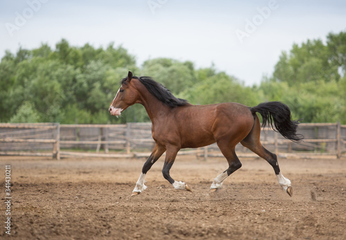 Brown stallion plays in levada