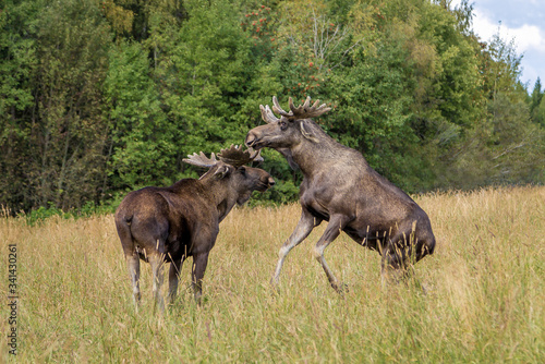 Two young moose bulls fighting for dominance on a meadow with tall grass. © Bernhard