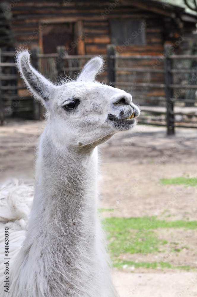 Obraz premium White alpaca head close up