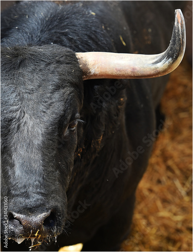 cabeza de toro español con grandes cuernos