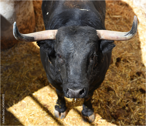 black bull with big horns