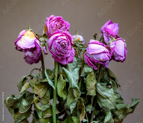 Bouquet of dry pink roses, with dry leaves close-up