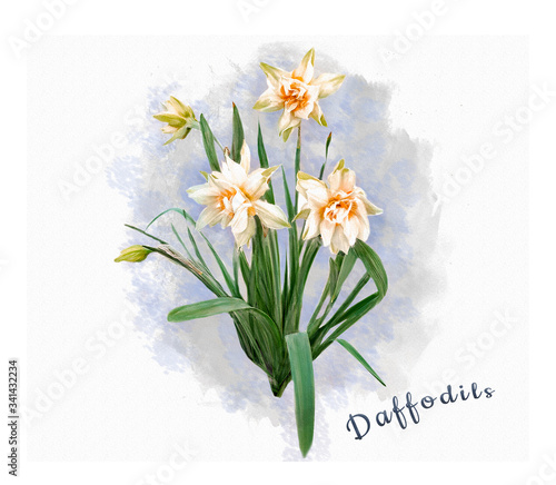 Bouquet of daffodils with a watercolor background on white paper.