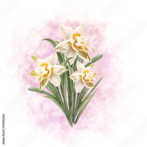 Illustration of a bouquet of terry daffodils on a pink background