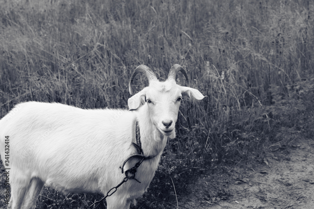 Obraz premium Goat on meadow in summer day