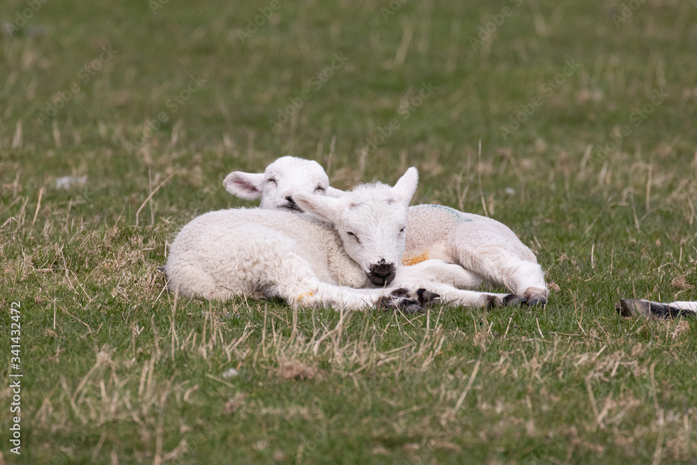 Two cute lambs asleep in a field Two cute lambs asleep in a field