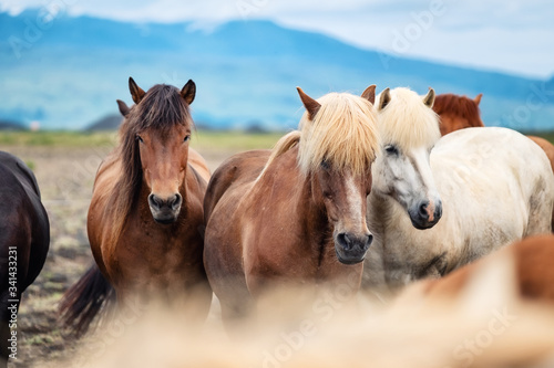 Schilderij op canvas Horses in Iceland