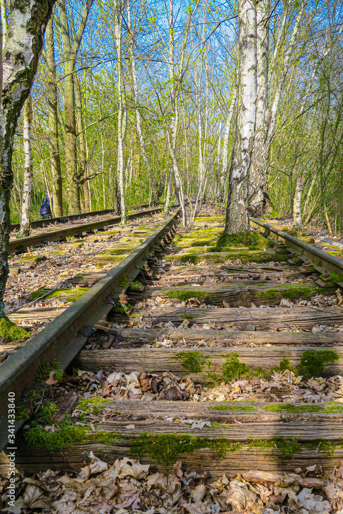 old rails in birch forest