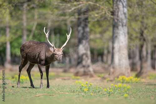 Sika deer stag  in a wildlife park with forest background