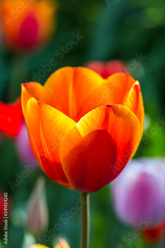 Photo of a beautiful tulip © baronvsp