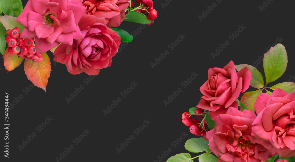 Floral banner, header with copy space. Red roses and berry isolated on dark grey background. Natural flowers wallpaper or greeting card.