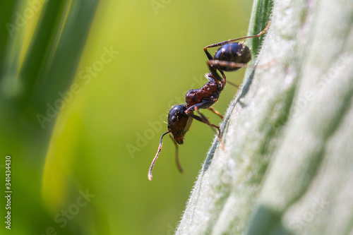 Little ant on a green leaf © baronvsp