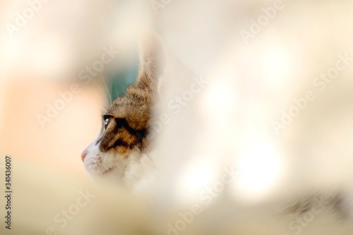 Fototapeta Naklejka Na Ścianę i Meble -  Cute tabby kitten hiding behind the lace curtain. Selective focus.