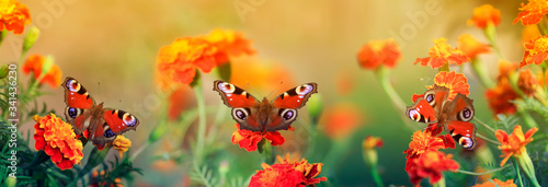 natural panoramic background with three peacock eye butterflies sit on flowers in a Sunny garden