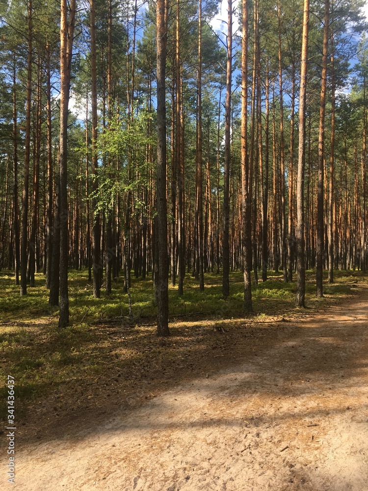 bory, drzew, charakter, sosna, krajobraz, drewna, zieleń, jesienią, lato, park, las, feuille, okolica, droga, słońce, liści, bagażnik, iskra, gras, światło słoneczne, pora roku, roślin, außenaufnahme bory, drzew, charakter, sosna, krajobraz, drewna, zieleń, jesienią, lato, park, las, feuille, okolica, droga, słońce, liści, bagażnik, iskra, gras, światło słoneczne, pora roku, roślin, außenaufnahme