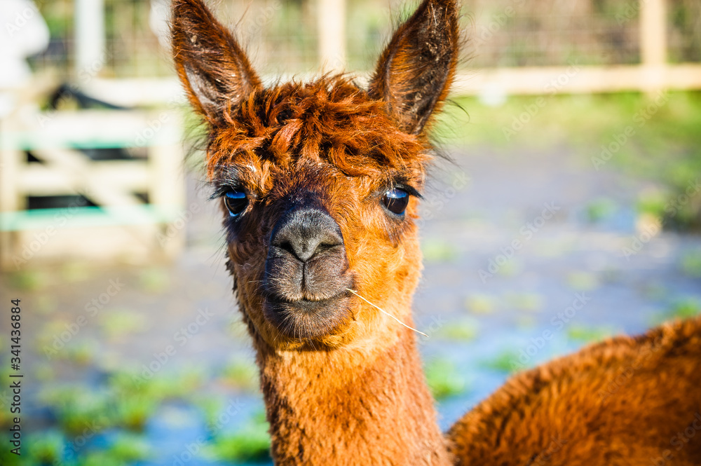 Obraz premium Alpaca 22