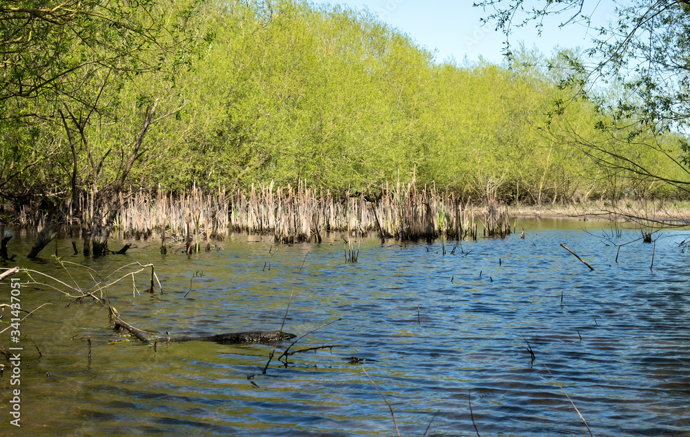 Reed bed habitat in a shallow lake